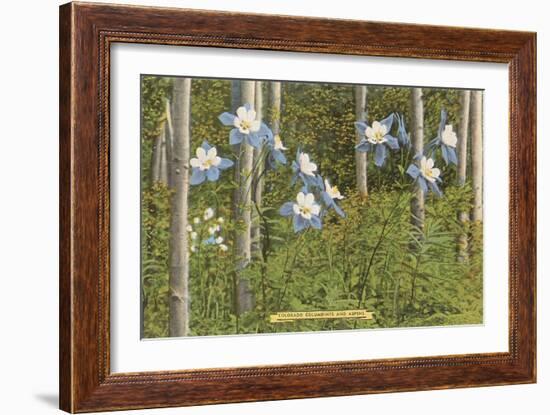 Colorado Columbines and Aspens-null-Framed Art Print