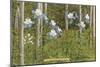 Colorado Columbines and Aspens-null-Mounted Art Print