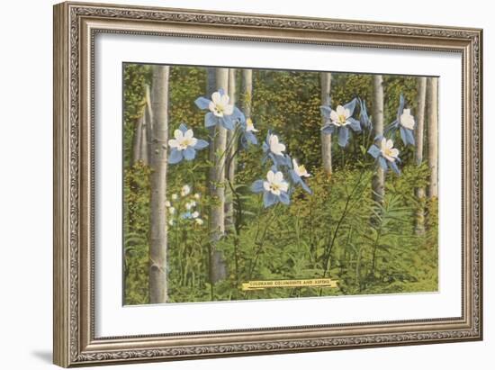 Colorado Columbines and Aspens-null-Framed Premium Giclee Print