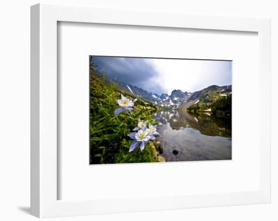 Colorado Columbines Blooming in Early July with Spring Run Off, Indian Peaks Rocky Mountains-Daniel Gambino-Framed Photographic Print