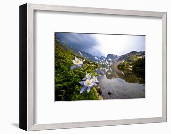 Colorado Columbines Blooming in Early July with Spring Run Off, Indian Peaks Rocky Mountains-Daniel Gambino-Framed Photographic Print