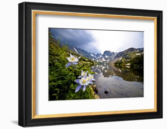 Colorado Columbines Blooming in Early July with Spring Run Off, Indian Peaks Rocky Mountains-Daniel Gambino-Framed Photographic Print