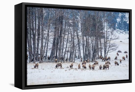 Colorado Elk Herd in Winter-duallogic-Framed Premier Image Canvas