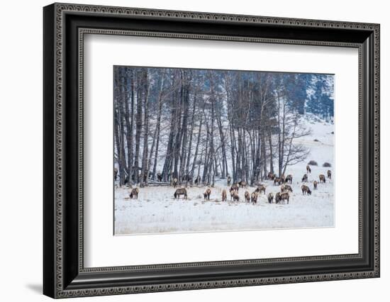Colorado Elk Herd in Winter-duallogic-Framed Photographic Print