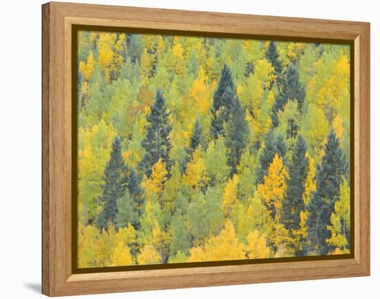 Colorado, Fall Adds Color to Aspen and Conifer Forest Near Lime Creek in the San Juan Mountains-John Barger-Framed Premier Image Canvas