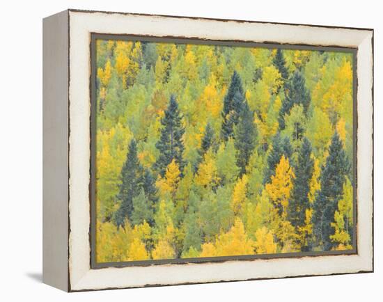 Colorado, Fall Adds Color to Aspen and Conifer Forest Near Lime Creek in the San Juan Mountains-John Barger-Framed Premier Image Canvas