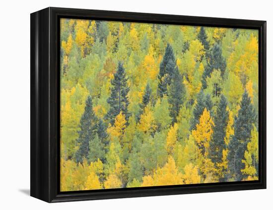 Colorado, Fall Adds Color to Aspen and Conifer Forest Near Lime Creek in the San Juan Mountains-John Barger-Framed Premier Image Canvas