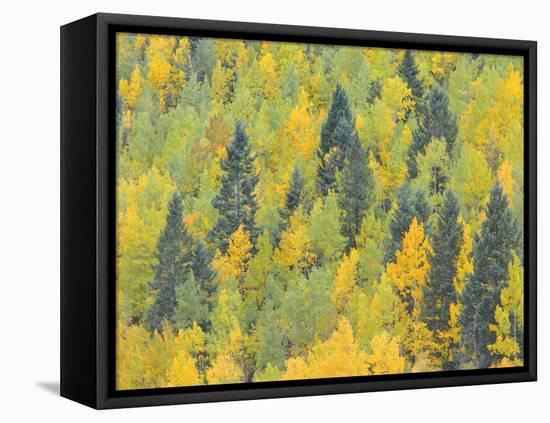 Colorado, Fall Adds Color to Aspen and Conifer Forest Near Lime Creek in the San Juan Mountains-John Barger-Framed Premier Image Canvas