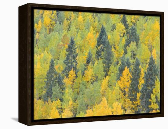 Colorado, Fall Adds Color to Aspen and Conifer Forest Near Lime Creek in the San Juan Mountains-John Barger-Framed Premier Image Canvas