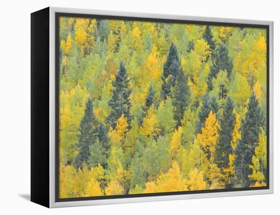 Colorado, Fall Adds Color to Aspen and Conifer Forest Near Lime Creek in the San Juan Mountains-John Barger-Framed Premier Image Canvas