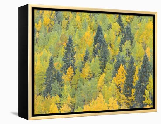 Colorado, Fall Adds Color to Aspen and Conifer Forest Near Lime Creek in the San Juan Mountains-John Barger-Framed Premier Image Canvas