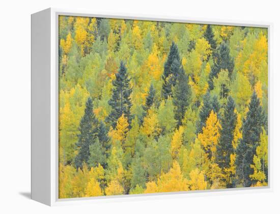 Colorado, Fall Adds Color to Aspen and Conifer Forest Near Lime Creek in the San Juan Mountains-John Barger-Framed Premier Image Canvas
