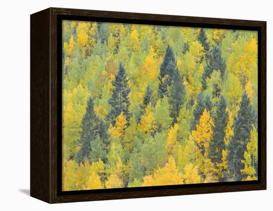 Colorado, Fall Adds Color to Aspen and Conifer Forest Near Lime Creek in the San Juan Mountains-John Barger-Framed Premier Image Canvas