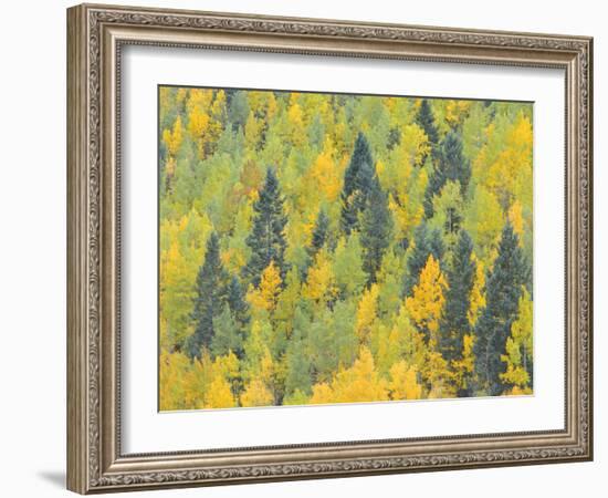 Colorado, Fall Adds Color to Aspen and Conifer Forest Near Lime Creek in the San Juan Mountains-John Barger-Framed Photographic Print