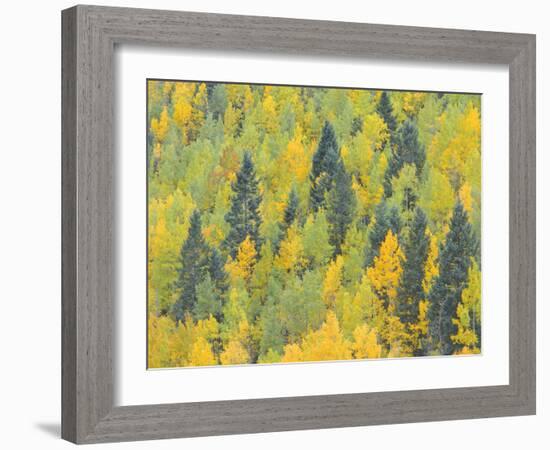 Colorado, Fall Adds Color to Aspen and Conifer Forest Near Lime Creek in the San Juan Mountains-John Barger-Framed Photographic Print