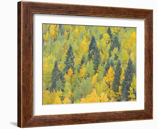 Colorado, Fall Adds Color to Aspen and Conifer Forest Near Lime Creek in the San Juan Mountains-John Barger-Framed Photographic Print