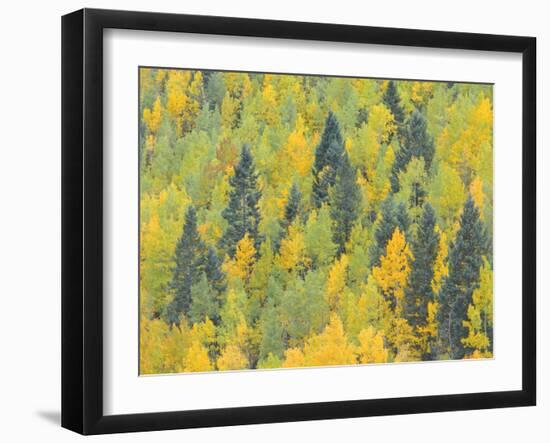 Colorado, Fall Adds Color to Aspen and Conifer Forest Near Lime Creek in the San Juan Mountains-John Barger-Framed Photographic Print