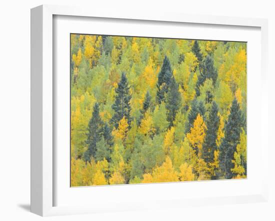 Colorado, Fall Adds Color to Aspen and Conifer Forest Near Lime Creek in the San Juan Mountains-John Barger-Framed Photographic Print