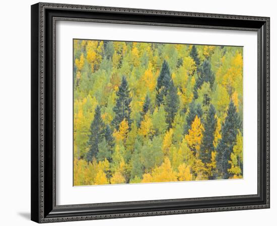 Colorado, Fall Adds Color to Aspen and Conifer Forest Near Lime Creek in the San Juan Mountains-John Barger-Framed Photographic Print