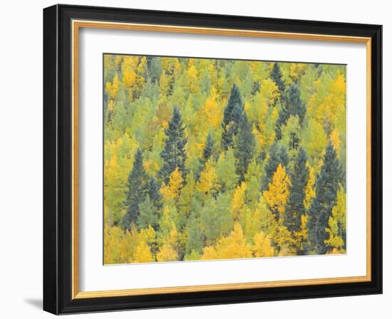 Colorado, Fall Adds Color to Aspen and Conifer Forest Near Lime Creek in the San Juan Mountains-John Barger-Framed Photographic Print