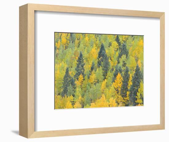 Colorado, Fall Adds Color to Aspen and Conifer Forest Near Lime Creek in the San Juan Mountains-John Barger-Framed Photographic Print