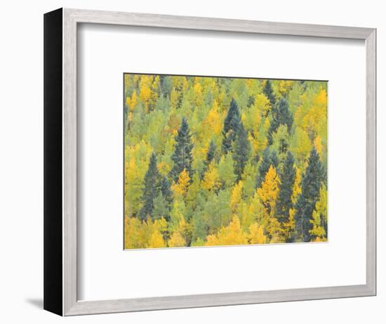 Colorado, Fall Adds Color to Aspen and Conifer Forest Near Lime Creek in the San Juan Mountains-John Barger-Framed Photographic Print