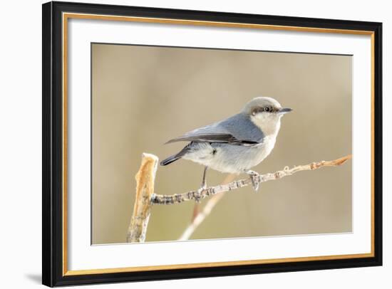 Colorado, Frisco. Close-Up of Pygmy Nuthatch-Jaynes Gallery-Framed Photographic Print