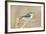 Colorado, Frisco. Close-Up of Pygmy Nuthatch-Jaynes Gallery-Framed Photographic Print