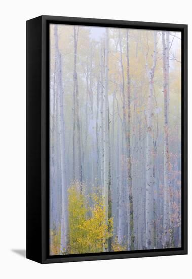 Colorado, Grand Mesa. Composite of Foggy Aspen Forest-Jaynes Gallery-Framed Premier Image Canvas