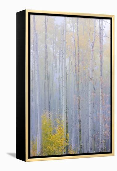 Colorado, Grand Mesa. Composite of Foggy Aspen Forest-Jaynes Gallery-Framed Premier Image Canvas