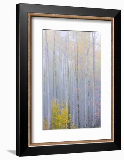 Colorado, Grand Mesa. Composite of Foggy Aspen Forest-Jaynes Gallery-Framed Photographic Print