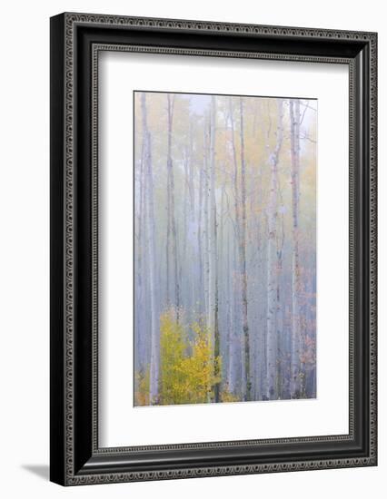 Colorado, Grand Mesa. Composite of Foggy Aspen Forest-Jaynes Gallery-Framed Photographic Print