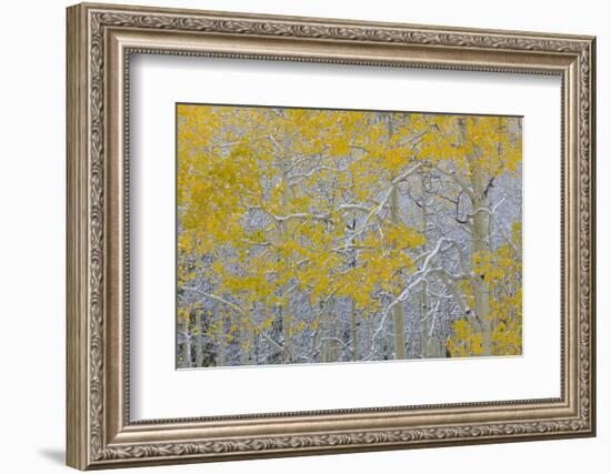 Colorado, Grand Mesa. Early Snow on Aspen Trees-Jaynes Gallery-Framed Photographic Print