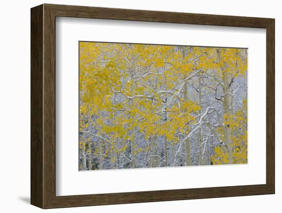 Colorado, Grand Mesa. Early Snow on Aspen Trees-Jaynes Gallery-Framed Photographic Print