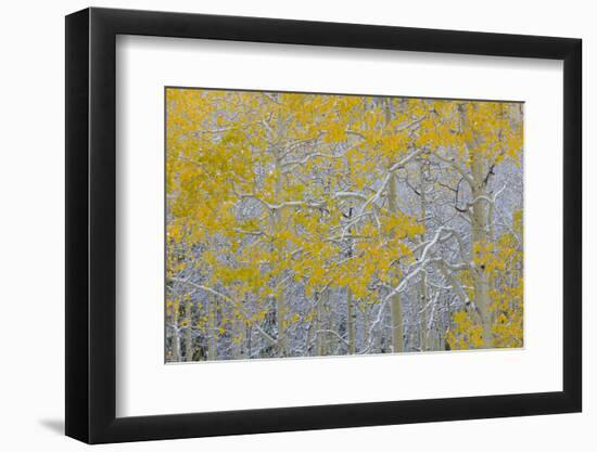 Colorado, Grand Mesa. Early Snow on Aspen Trees-Jaynes Gallery-Framed Photographic Print