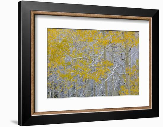 Colorado, Grand Mesa. Early Snow on Aspen Trees-Jaynes Gallery-Framed Photographic Print