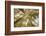 Colorado, Gunnison National Forest. Aspen Trees in Autumn-Jaynes Gallery-Framed Photographic Print