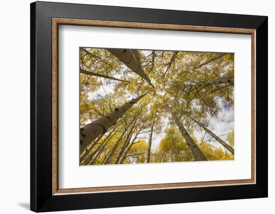 Colorado, Gunnison National Forest. Aspen Trees in Autumn-Jaynes Gallery-Framed Photographic Print