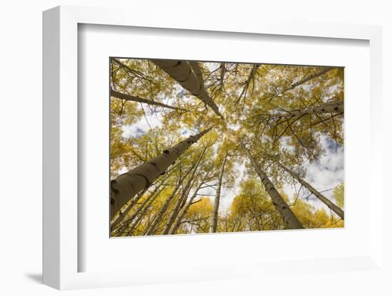 Colorado, Gunnison National Forest. Aspen Trees in Autumn-Jaynes Gallery-Framed Photographic Print