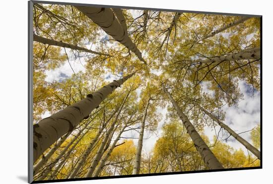 Colorado, Gunnison National Forest. Aspen Trees in Autumn-Jaynes Gallery-Mounted Photographic Print