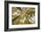 Colorado, Gunnison National Forest. Aspen Trees in Autumn-Jaynes Gallery-Framed Photographic Print