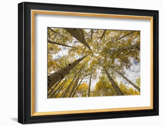 Colorado, Gunnison National Forest. Aspen Trees in Autumn-Jaynes Gallery-Framed Photographic Print