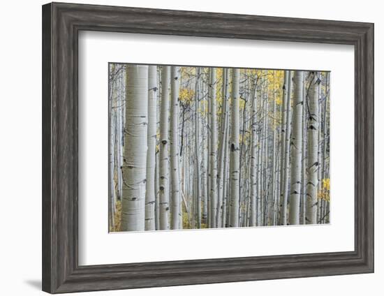 Colorado, Gunnison National Forest, Aspen Trunks with Autumn Color-Rob Tilley-Framed Photographic Print