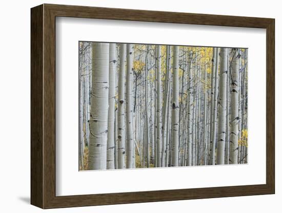 Colorado, Gunnison National Forest, Aspen Trunks with Autumn Color-Rob Tilley-Framed Photographic Print