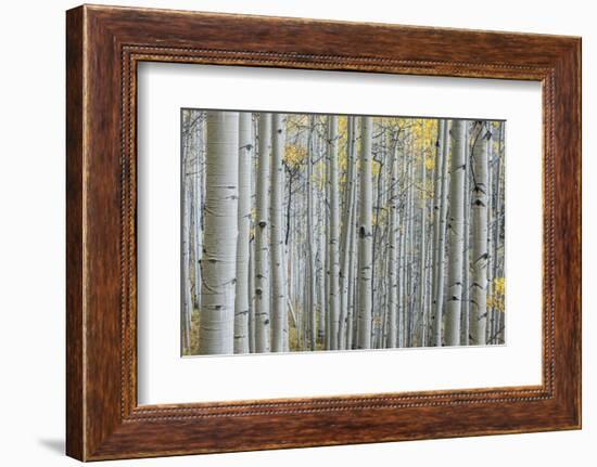 Colorado, Gunnison National Forest, Aspen Trunks with Autumn Color-Rob Tilley-Framed Photographic Print