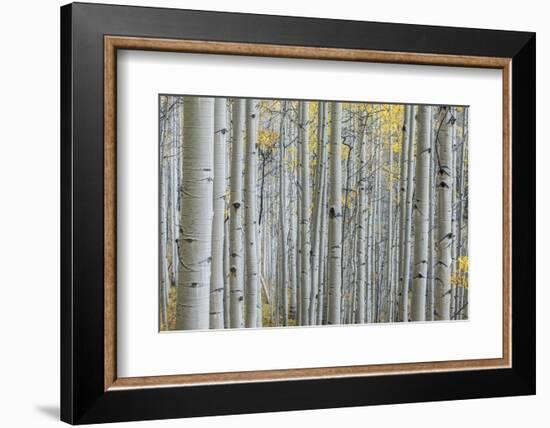 Colorado, Gunnison National Forest, Aspen Trunks with Autumn Color-Rob Tilley-Framed Photographic Print