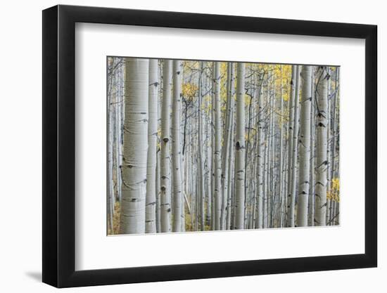 Colorado, Gunnison National Forest, Aspen Trunks with Autumn Color-Rob Tilley-Framed Photographic Print