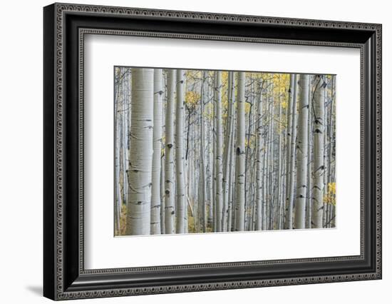 Colorado, Gunnison National Forest, Aspen Trunks with Autumn Color-Rob Tilley-Framed Photographic Print