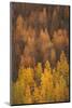 Colorado, Gunnison National Forest. Hillside of Aspen Trees in Autumn-Jaynes Gallery-Mounted Photographic Print