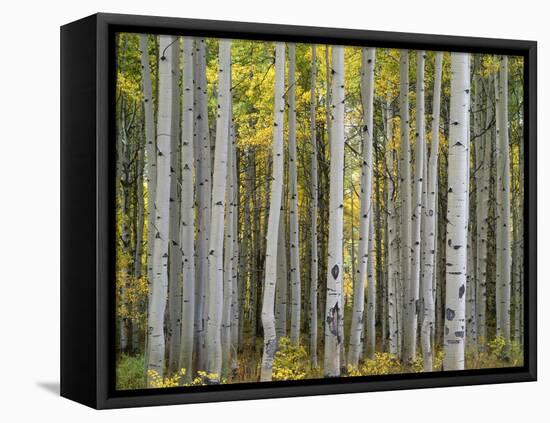 Colorado, Gunnison National Forest, Mature Grove of Quaking Aspen Displays Fall Color-John Barger-Framed Premier Image Canvas